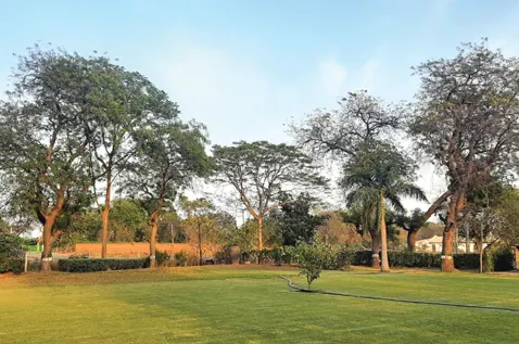 Tree-shaded lawn